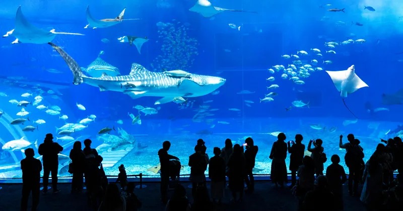 Okinawa Churaumi Aquarium